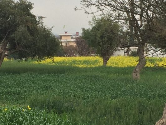 Kallar Syedan Bumper Wheat Crops Expected After Timely Rainfall