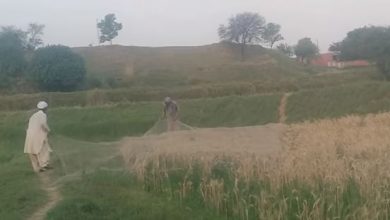 Quail hunting at local crops in Sui Hafizan