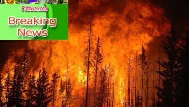 Kahuta; Timber mafia set fire in Forrest in Bhanti, Sleeth and Sambala areas.