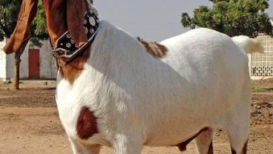 Bewal; Ten goats belonging to Ziafat of Sui Cheemian stolen