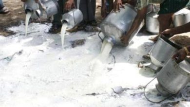 Kahuta; Authorities accused of turning blind eye towards fake milk being sold