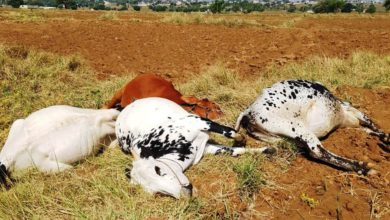 Gujar Khan; Cattle killed in low voltage cable accident in Sui Cheemian