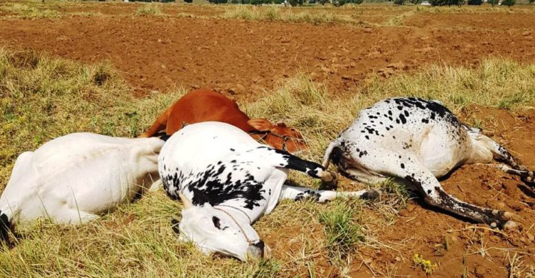Gujar Khan; Cattle killed in low voltage cable accident in Sui Cheemian