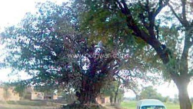 Kallar Syedan; Man shot and injured in village Paikan