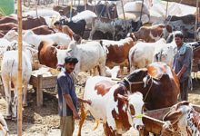 Kallar Syedan: Farmers Protest Alleged Overcharging and Mismanagement at Cattle Market