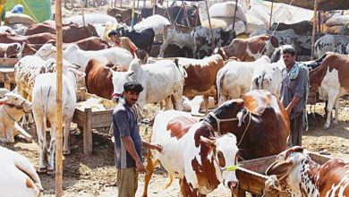 Kallar Syedan: District Administration Establishes Temporary Livestock Sales Point at Kallar bypass