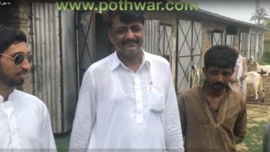 Cattle farming is most profitable business, Ch Babar, Morra Phadyal