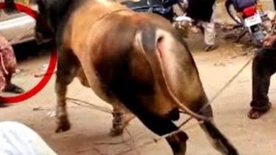 Qurbani runaway bull frightens public on GT road