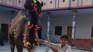 Councillor Ch Waheed Ahmed gives Camel Qurbani in Sahot Hayal