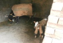 Kahuta: Cow Brutally Killed in Kahuta’s Mator Area, Police Launch Investigation