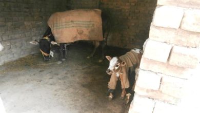 Kallar Syedan; Animal death blamed at Chauk pandori animal department