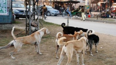 Kallar Syedan: Mad dogs have bitten and injured many people and animals in the suburbs of Kallar Syedan