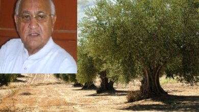 Rawalpindi; Government should finance landowners to cultivate olives, Raja Jhangir