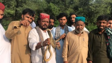 Snake catching in Dhuangalli, Kallar Syedan