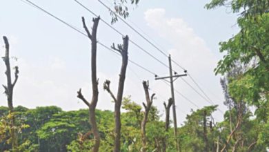 Tree branch cutting campaign starts over power lines in Dadyal region