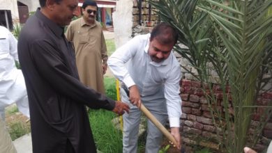 Tree plantation campaign starts in tehsil Kallar Syedan