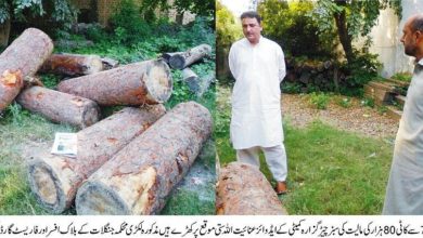 Forest department Kahuta possessed by timber mafia