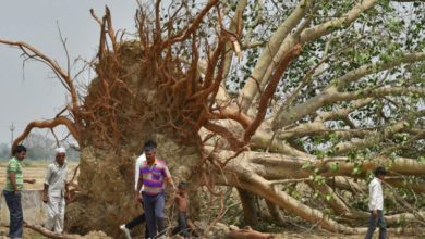 Kallar Syedan: Severe Storm and Heavy Rain Uproot Trees, Electricity Poles Collapse—Power Outage Kallar Syedan: Severe Storm and Heavy Rain Uproot Trees, Electricity Poles Collapse—Power Outage