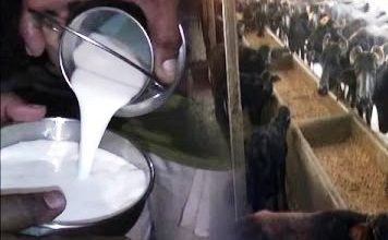 Rawalpindi; Around 8,000 ltr of chemical mixed milk confiscated Rawalpindi; Around 8,000 ltr of chemical mixed milk confiscated