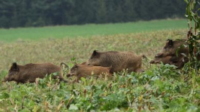 Kallar Syedan; Wild boar destroy crops in Malok and Chakyal Hardo, UC Samot