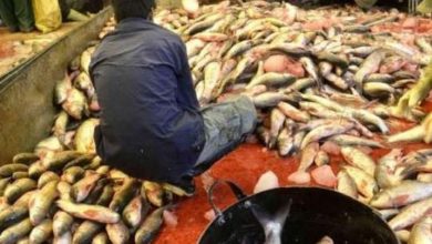 Gujar Khan; Food authorities asked to take notice of shops selling out of date fish Gujar Khan; Food authorities asked to take notice of shops selling out of date fish