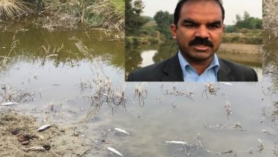 Kallar Syedan; Heartless thugs threw chemical in to pond and killed hundreds fish in village Paikan