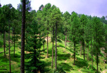 Kahuta’s Green Forests on the Brink of Destruction