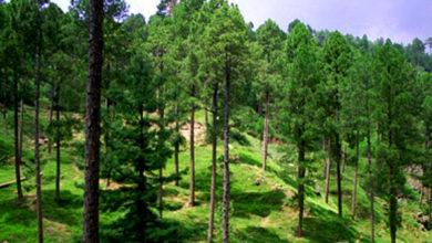 Kotli Sattian; Due to the ban on animal grazing some people are spreading various propaganda against the forest department.
