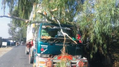 Kahuta; Tree falls on parked veichle in village Jandi, Hainser