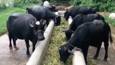 Kallar Syedan; Total of eight family cattle stolen from two locations of Dhok Sambal, Pind Bainso and Kanoha