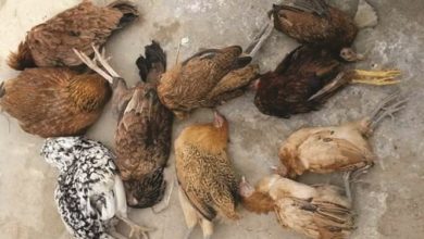 Choa Khalsa; A Farmer in village Takal poisons and kills flock of hens