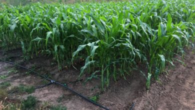 Kallar Syedan; Farmers asked to make use of current rainfall and clear all crop fields of weeds for better future harvest.