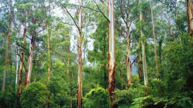 Kahuta: With the connivance of corrupt officers and staff of the forest department, wood thieves set fire to the forests of Kahuta