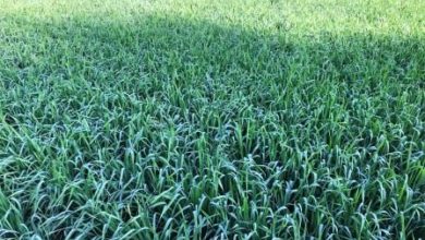 Kallar Syedan; Rainfall brings prediction of good future wheat harvest in Pothwar region