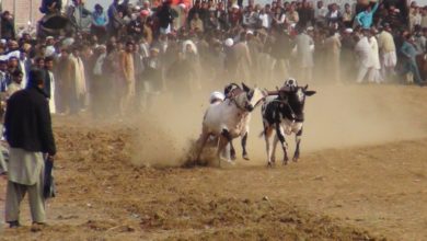 Kallar Syedan; Police and local authorities double standards as case is registered against bull race organisers in Sakrana