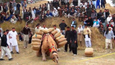 Kallar Syedan; Syed Nisar Hussain Shah memorial camel weight lifting contest held in Sihaliyan Samot