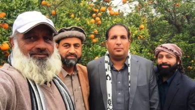 Kallar Syedan; Oranges crops in Khan pur region