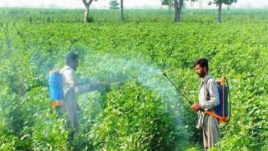 Kallar Syedan: Fertilizer Prices Soar, Farmers Face Severe Hardships