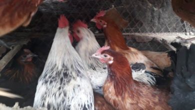 Kallar Syedan; Lady from Slough helps women who’s hen crop was killed by farmer in Takal