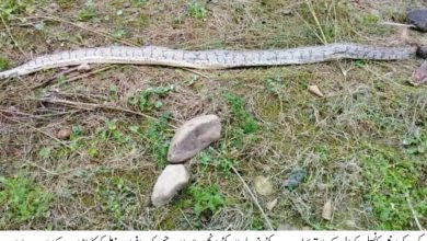 Kahuta; Anaconda snake found in village Bamlot, UC Dhakali