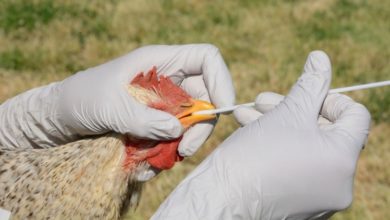 Chakswari; Precautionary measures used can save a person from bird flue virus