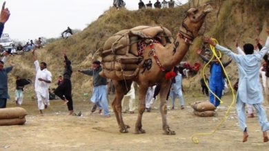 Kallar Syedan; Syed Waqar Hussain Shah of UK, camel wins weight lifting contest held in Kaaliyan, Samot