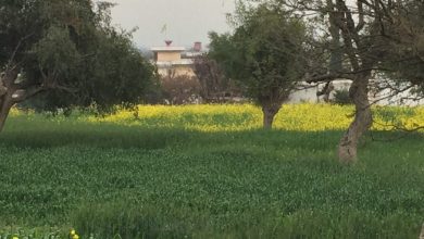 Kallar Syedan; Wheat Yield Awareness Campaign Held in Bishundot