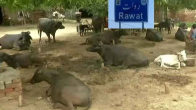 Rawat; Total of 45 Lakh Rps worth of cattle stolen from village Dhok Major