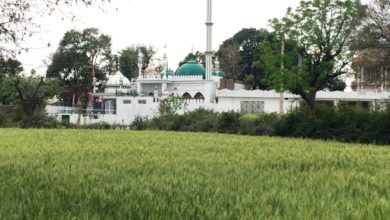 Kallar Syedan; Warm weather changes colour of wheat crops (see video)