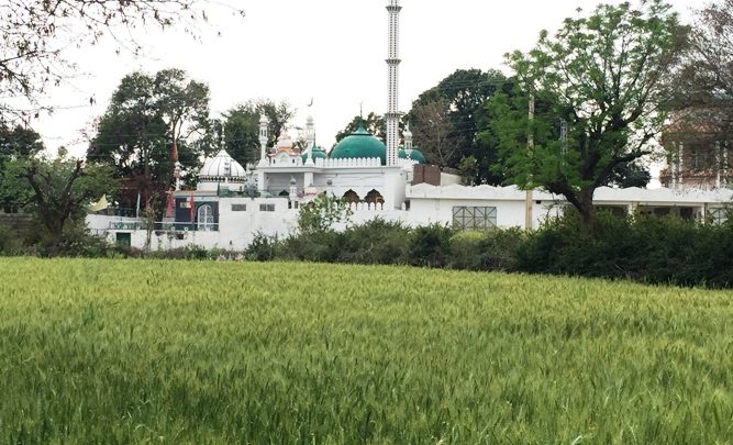 Kallar Syedan; Warm weather changes colour of wheat crops (see video) Kallar Syedan; Warm weather changes colour of wheat crops (see video)