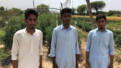 Sahot; Growing interest from younger generation to grow fruit and vegetable in Pothwar region (See video)