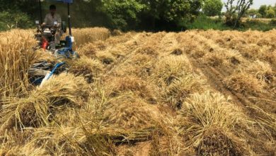 Kallar Syedan: Choa Khalsa has won both the first and second positions of Rawalpindi district in wheat production competitions