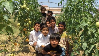 Sahot Kalyal; Vegetable farming on increase in Pothwar region; (See video report)