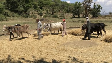 Kallar Syedan; Traditional way of wheat harvesting (Video report)
